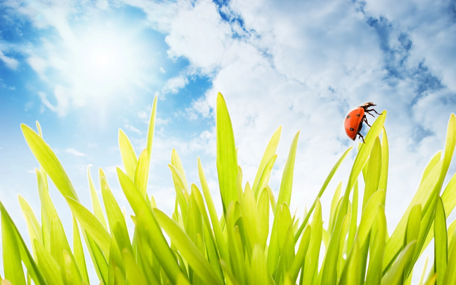 Sunny Ladybug Frutiger Aero wallpapers