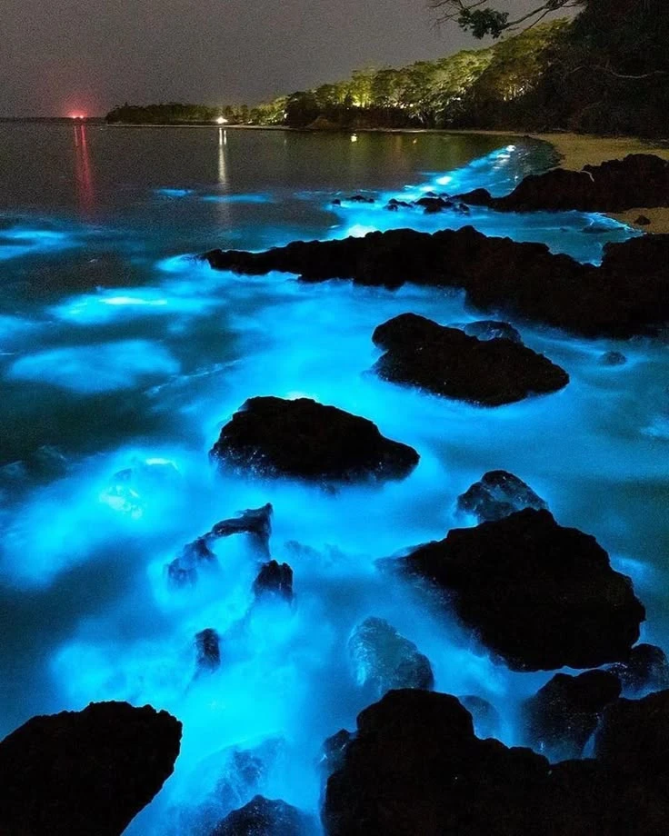Bioluminescent Ocean Waves Night