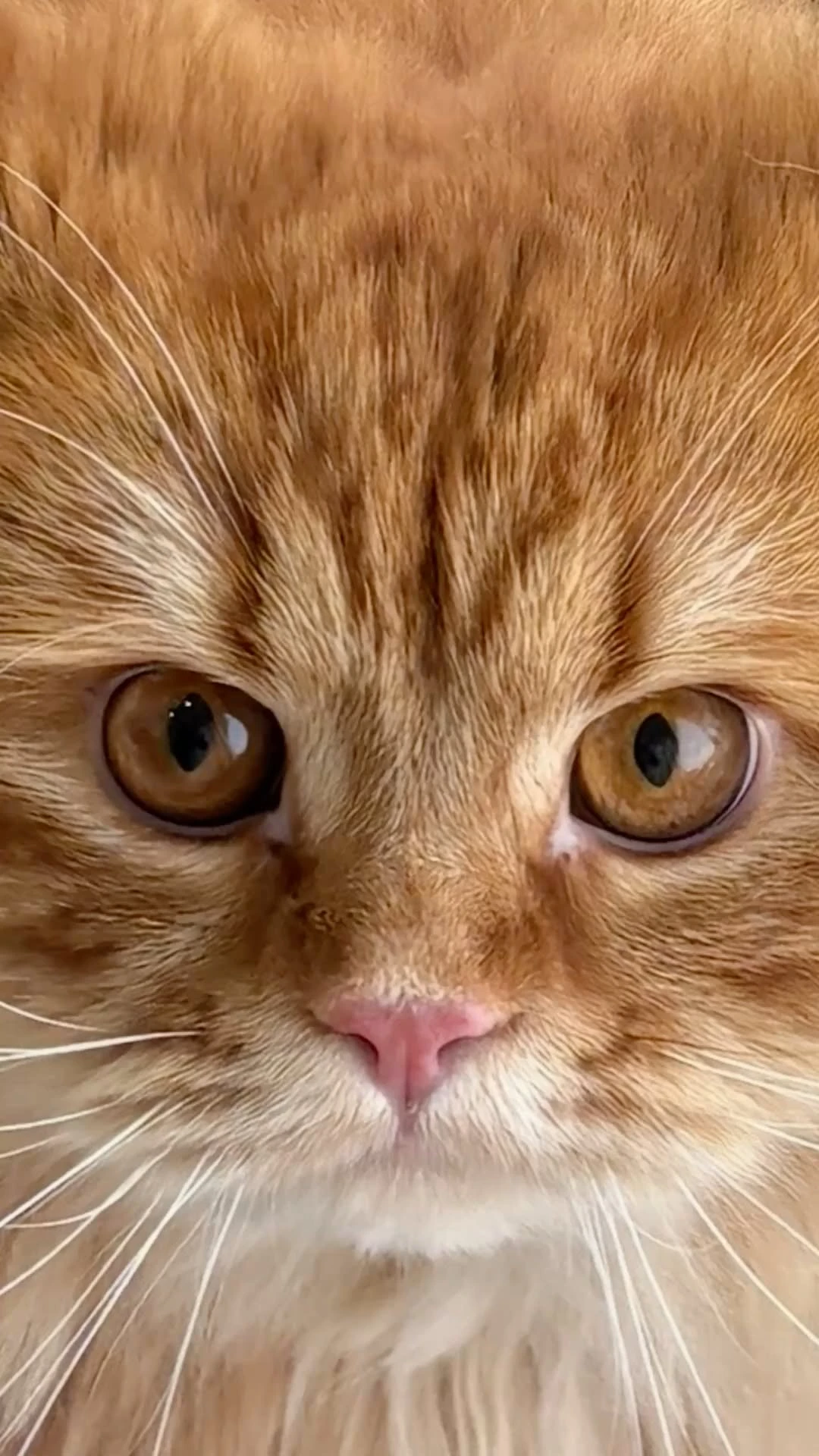 Cute Orange Cat Face Close-up
