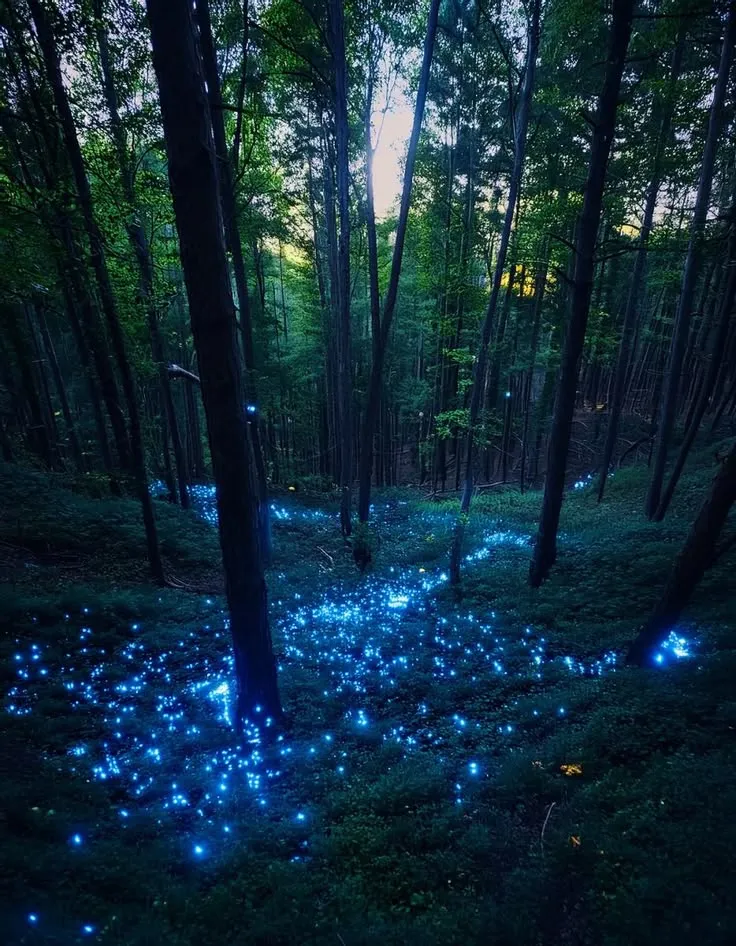 Enchanted Bioluminescent Forest Night
