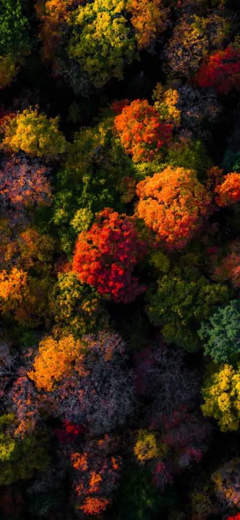 Autumn Canopy Aerial View