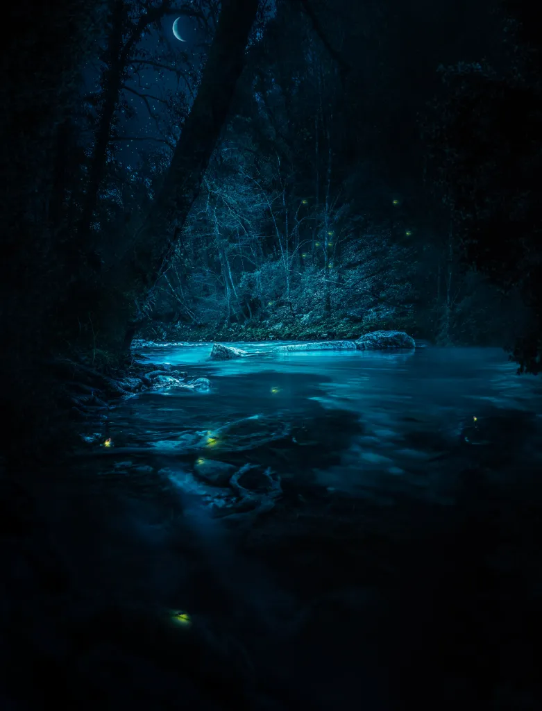 Magical Forest River Night