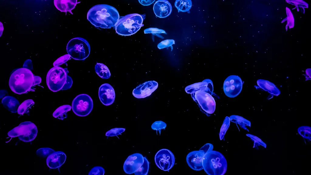 Neon Jellyfish Wallpaper