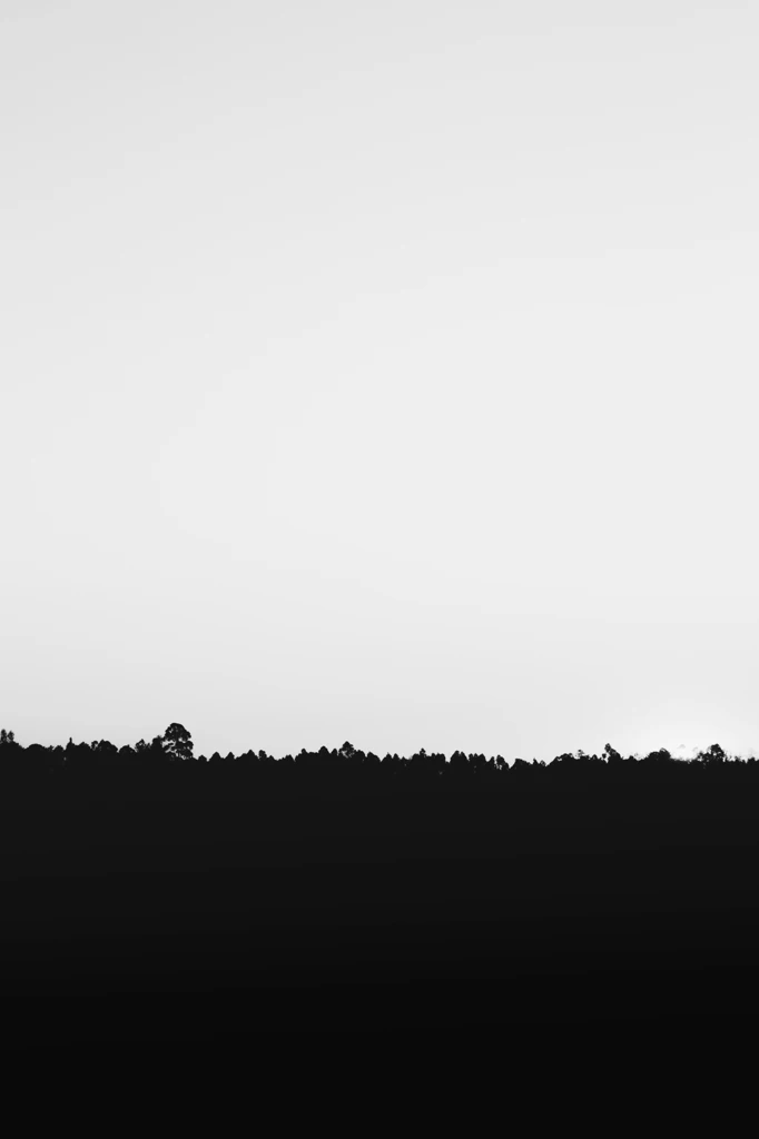 Stark Forest Under Pale Sky