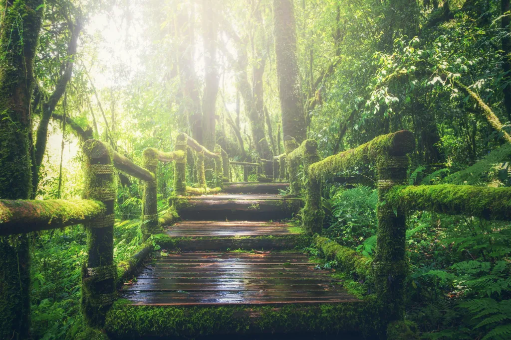 Mossy Wooden Pathway in Forest