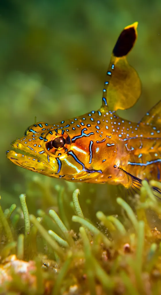 Striking Mandarin Dragonet Close Up
